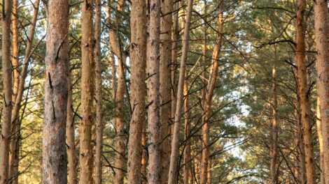 Avoiding the “Dumb” Choice when Investing in Timberlands