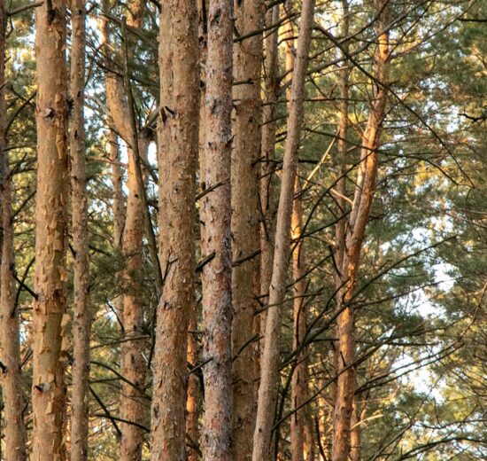 Avoiding the “Dumb” Choice when Investing in Timberlands