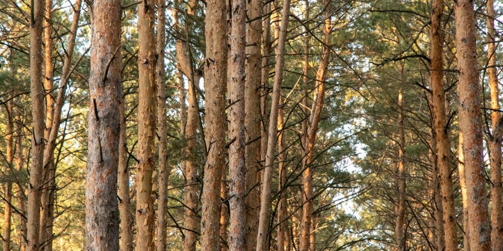 Avoiding the “Dumb” Choice when Investing in Timberlands