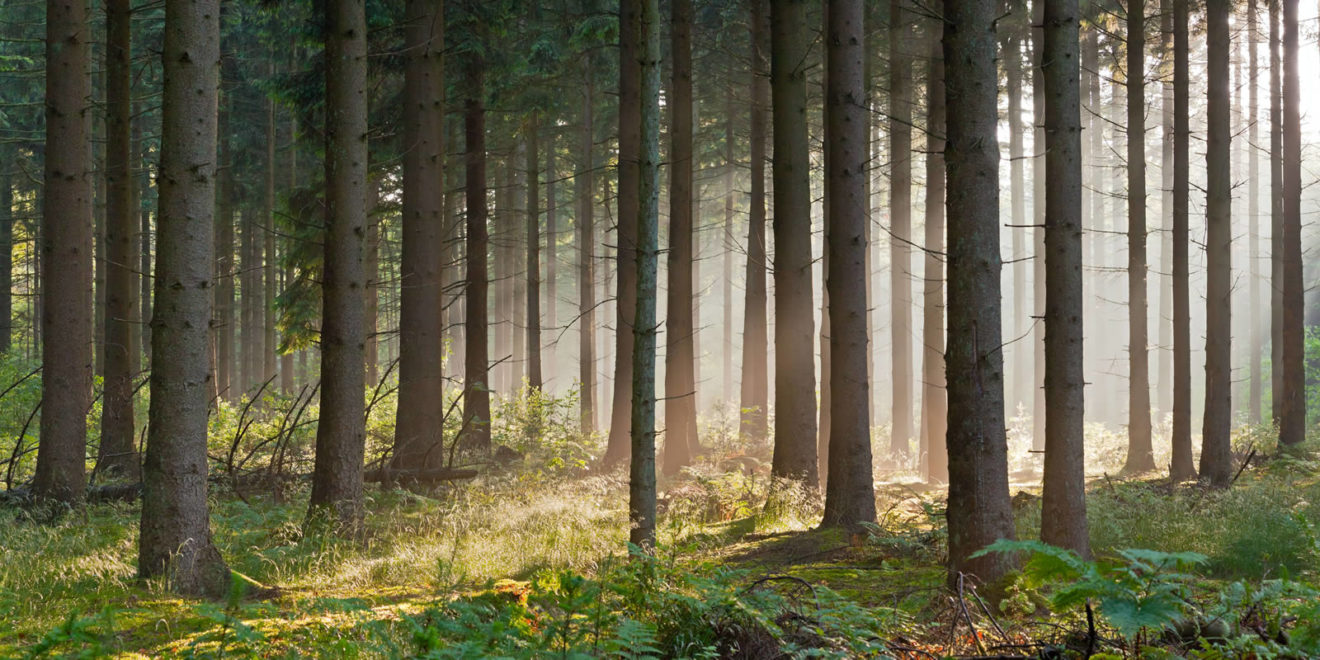 The Basics of Timberland Real Estate Investing LANDTHINK