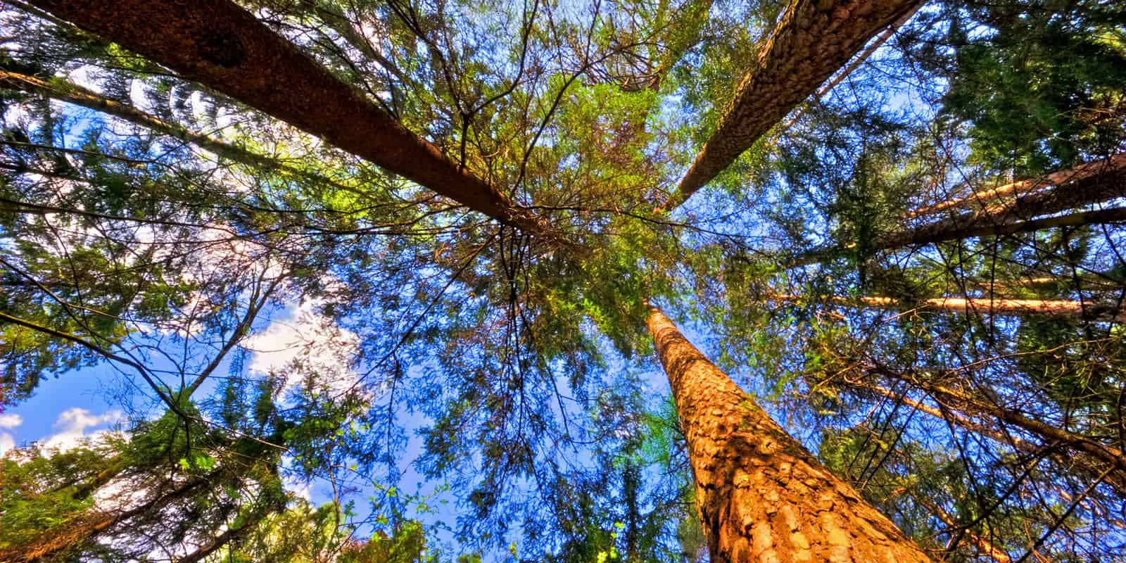 Things to Consider If You Are Thinking of Buying Recreational Property