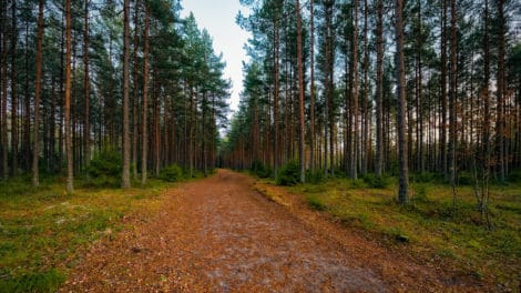 Harvesting Cash Dividends from Tree-Growing Timber REITs