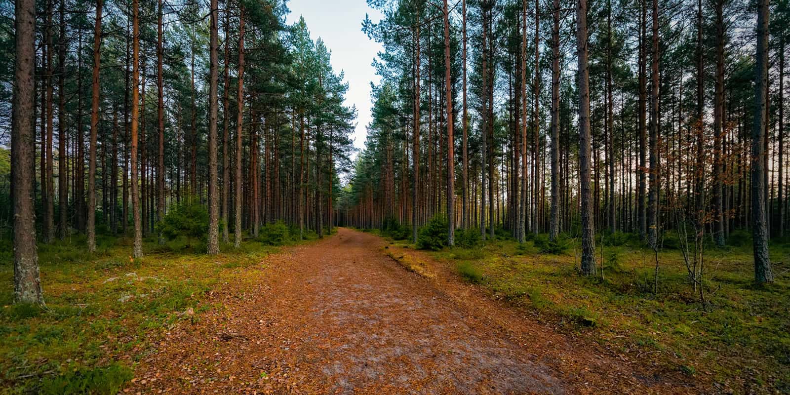 Harvesting Cash Dividends from TreeGrowing Timber REITs LANDTHINK