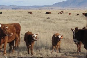 Cattle Management Can Improve Habitat…and Prevent Global Warming