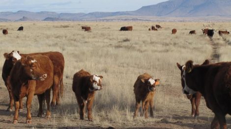 Cattle Management Can Improve Habitat…and Prevent Global Warming