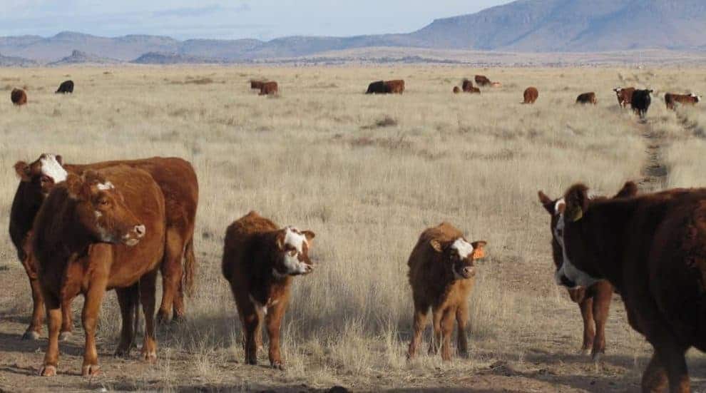 Cattle Management Can Improve Habitat…and Prevent Global Warming