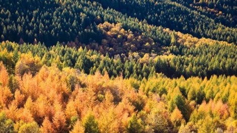 Checklists Support Quality Timber Investment Decisions