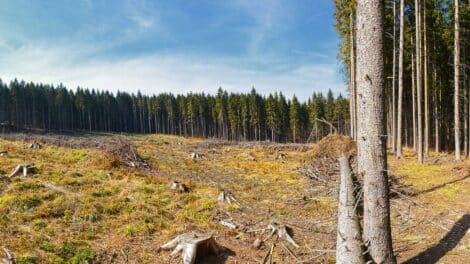 Clear-Cut Land: Nature's Food Plot and Good Investment Land