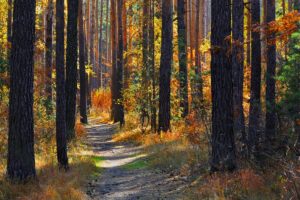 Consider Timber Quality and Value When Buying Recreational Land