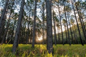 Contemplating Cash Flows and Forest Investments