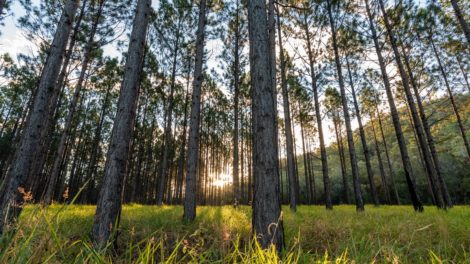 Contemplating Cash Flows and Forest Investments