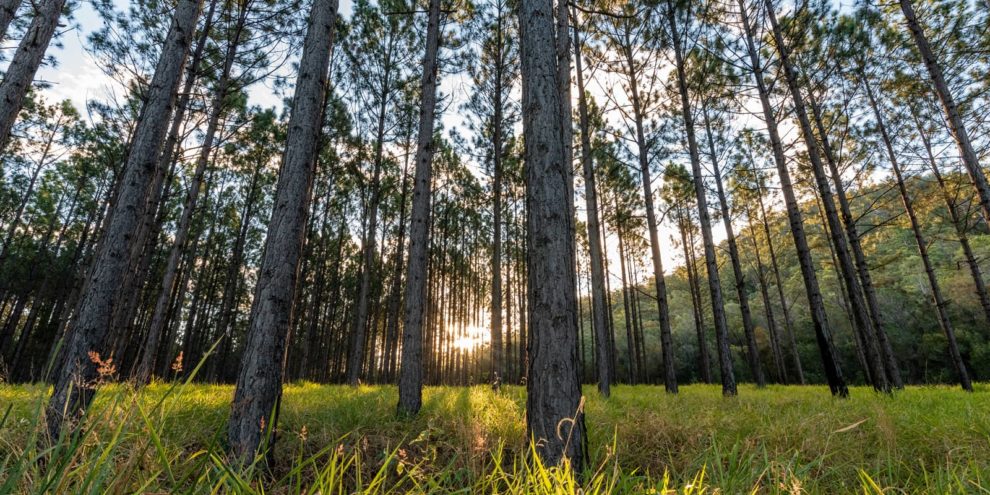 Contemplating Cash Flows and Forest Investments