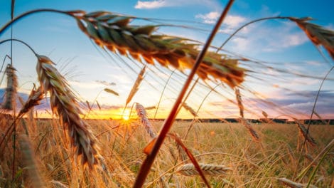Crowdfunding for Agriculture: Investing in Farmland