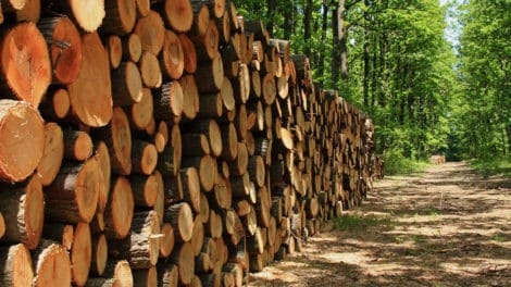 Cutting Timber, Foresters, & High-Grading Hardwood