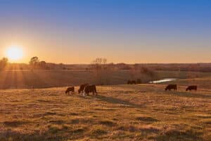 ​​​​Understanding Deeded vs. Non-Deeded Acres: A Guide for Ranch Buyers
