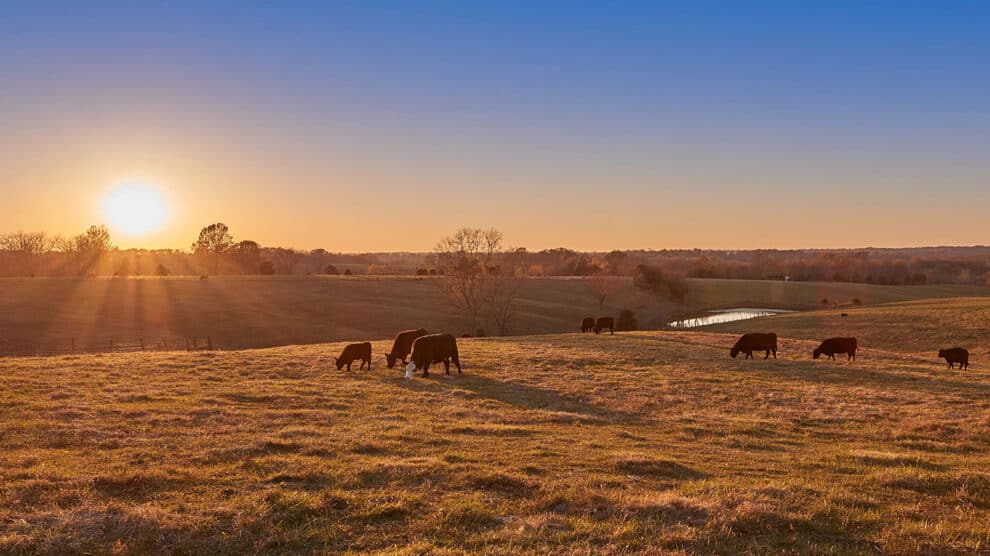 ​​​​Understanding Deeded vs. Non-Deeded Acres: A Guide for Ranch Buyers