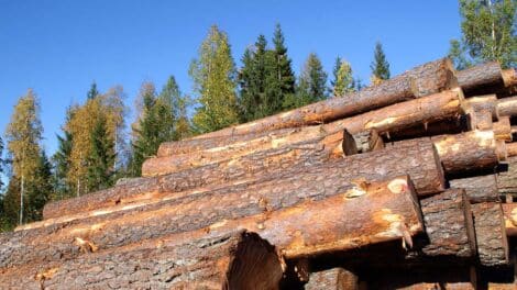 Delivered Log Prices in the Northwest versus Stumpage in the U.S. South