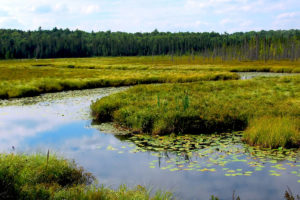 Outlining the Differences In WRP and CRP