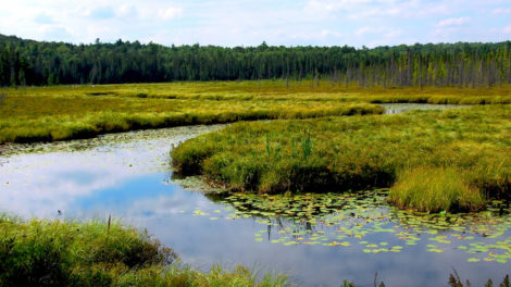 Outlining the Differences In WRP and CRP