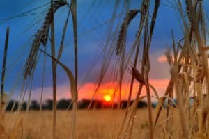 Dove Hunting Success: 7 Tips for Improvement