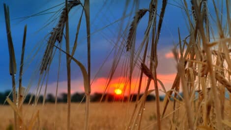 Dove Hunting Success: 7 Tips for Improvement