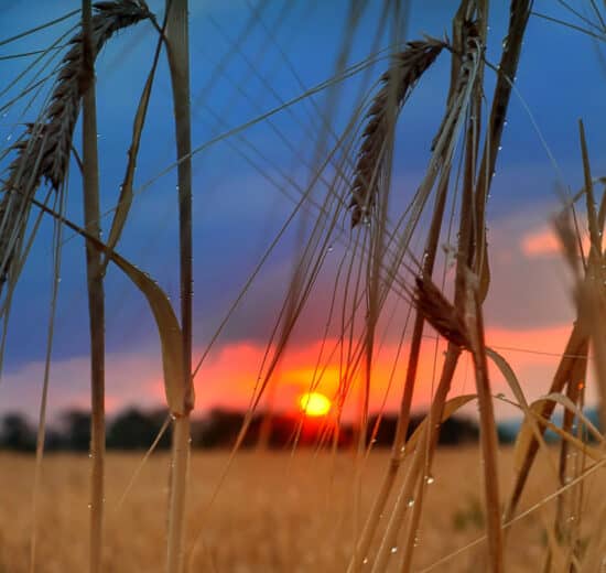 Dove Hunting Success: 7 Tips for Improvement