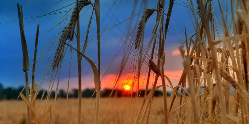 Dove Hunting Success: 7 Tips for Improvement