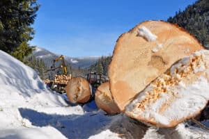 Unveiling the Economic Contributions of the Timber Industry