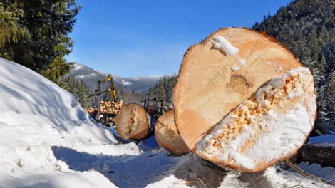 Unveiling the Economic Contributions of the Timber Industry