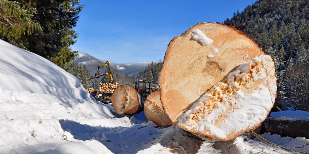 Unveiling the Economic Contributions of the Timber Industry