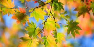 Fall is a Great Time to Add Trees to the Landscape