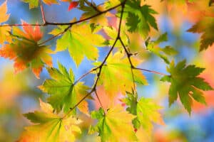 Fall is a Great Time to Add Trees to the Landscape
