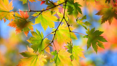 Fall is a Great Time to Add Trees to the Landscape