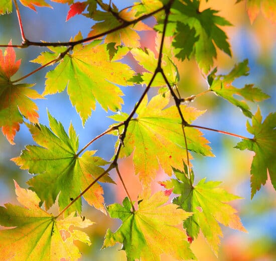 Fall is a Great Time to Add Trees to the Landscape