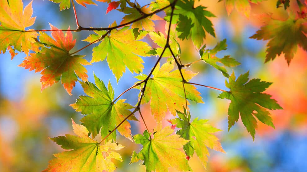Fall is a Great Time to Add Trees to the Landscape