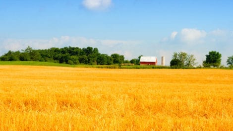 Farmland Auction Insights