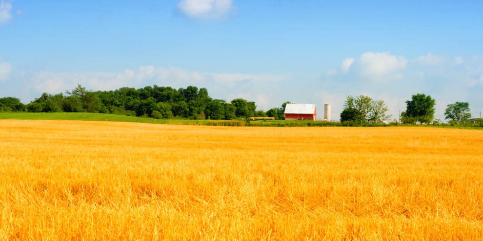 Farmland Auction Insights