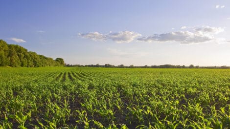 Have Farmland Prices Risen Too Far, Too Fast