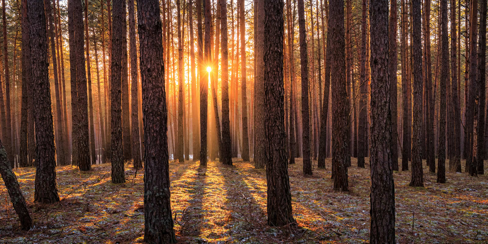 Financial Analysis for Forest Owners Timber Leases Revisited LANDTHINK