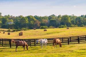 Find the Right Fencing for your Ranch