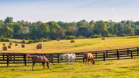 Find the Right Fencing for your Ranch