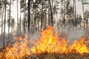 Fired Up to Maintain Healthy, Productive Forests