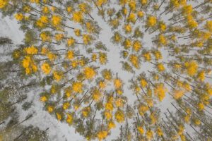 Five Recommended Books on Forest Finance and Owning Timberland