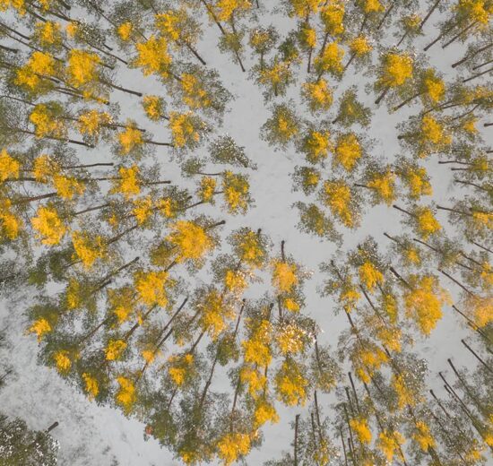 Five Recommended Books on Forest Finance and Owning Timberland