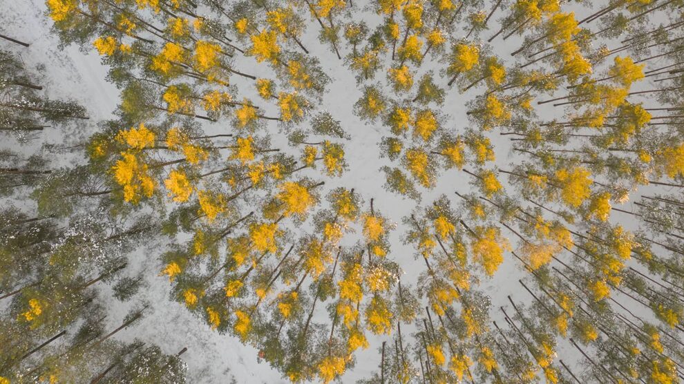 Five Recommended Books on Forest Finance and Owning Timberland