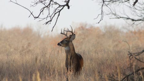 Five Reasons to Buy Small Hunting Land Tracts