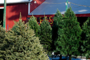 Five Reasons to Choose a Real, Clark Griswold-Approved Christmas Tree