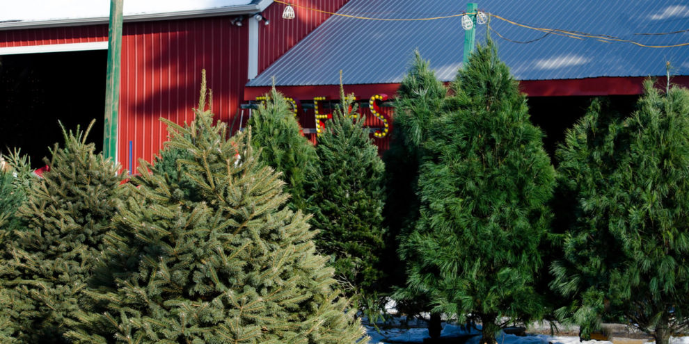 Five Reasons to Choose a Real, Clark Griswold-Approved Christmas Tree