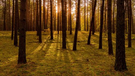 Forest Carbon as a Forest Product for Timberland Investment Decisions