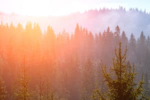 Forest Carbon Markets Continue to Develop